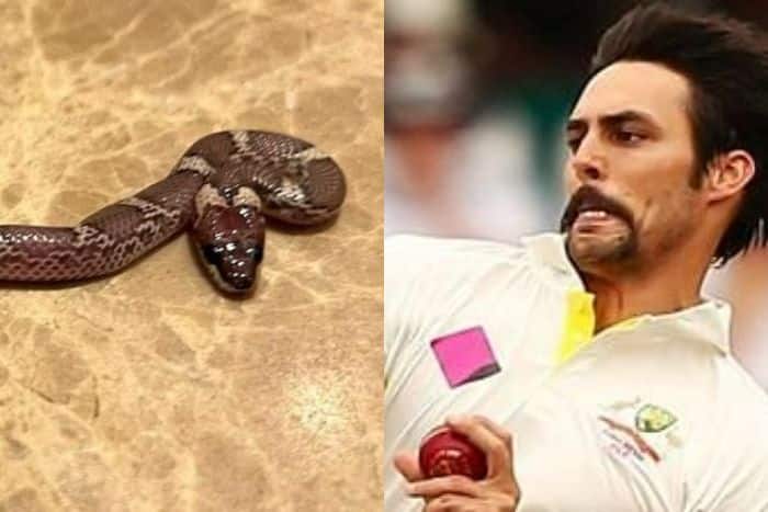 Legends League Cricket: Snake Found In Mitchell Johnson's Hotel Room In Lucknow